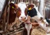 Cows in cramped conditions