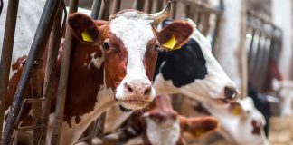 Cows in cramped conditions
