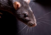 Rat