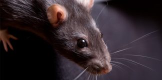 Rat