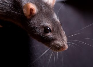 Rat