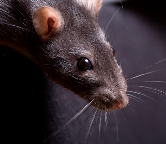 Rat