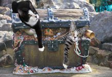 Cats on a treasure chest